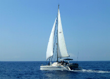Whale and dolphin watching in a catamaran