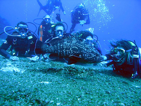 Excursion Scuba diving baptism in tenerife