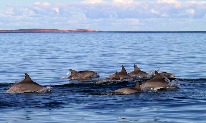 Excursion Cetacean watching & kayaking at los gigantes cliffs and masca