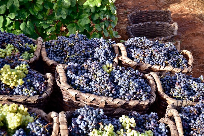 Excursion Guided tour + wine tasting at the bodegas monje winery