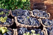 Guided tour + wine tasting at the bodegas monje winery