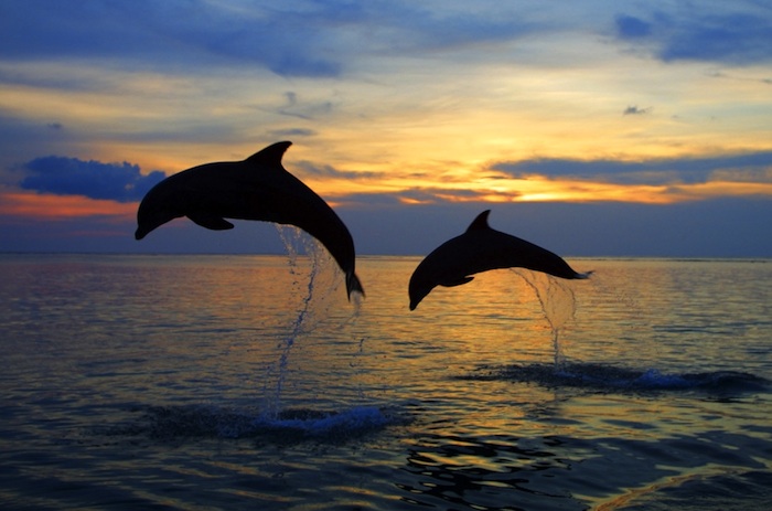 Excursion Cetacean watching on a small boat