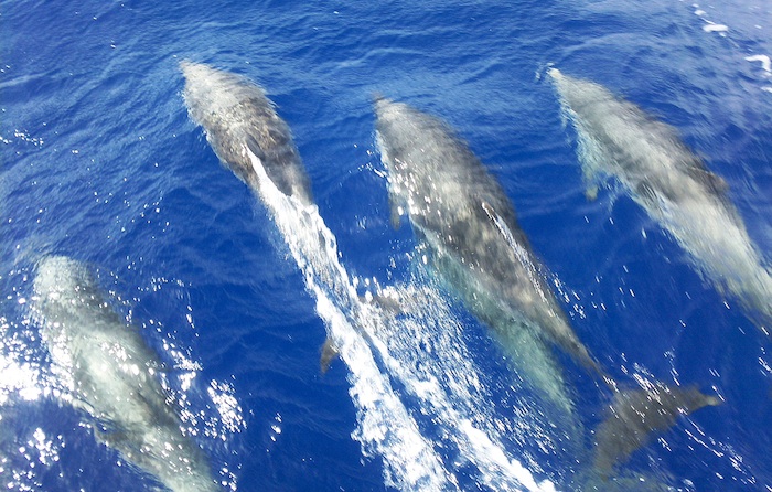 Excursion Cetacean watching on a small boat