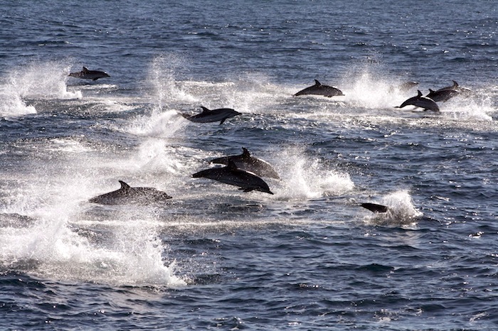 Excursion Cetacean watching on a small boat