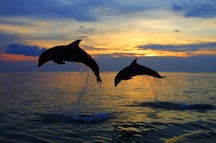 Cetacean watching on a small boat