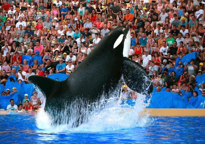 Excursion Loro park tickets