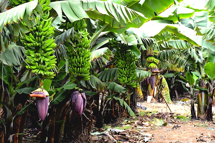 Excursion Towns of the north of gran canaria