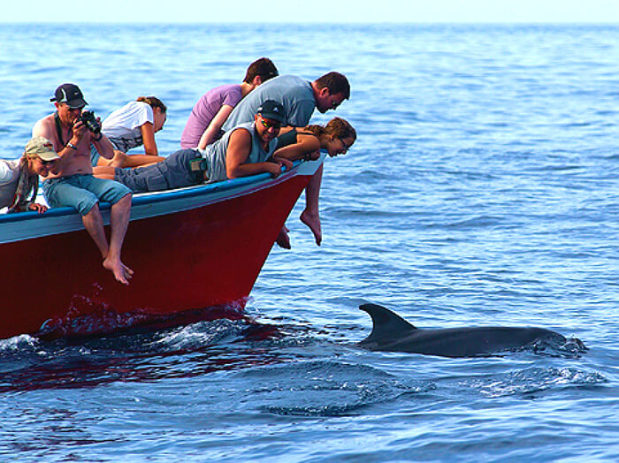 Excursion Whale watching in la gomera