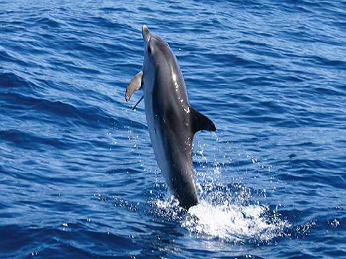 Excursion Whale watching in la gomera