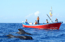 Whale watching in la gomera