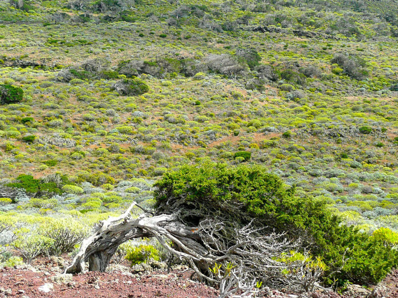 Excursion Themed hiking in el hierro