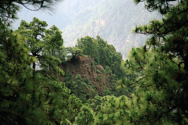 Excursion Caldera de taburiente national park by bus