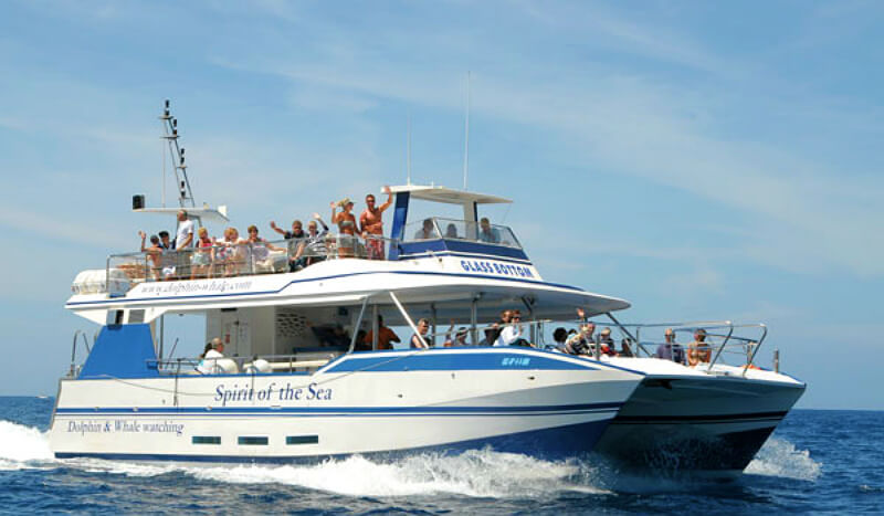 Excursion Whale and dolphin watching in a mini cruise